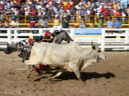 /Archivos/Fotos/26/Hato Corozal. Hogar/Casanare.jpg